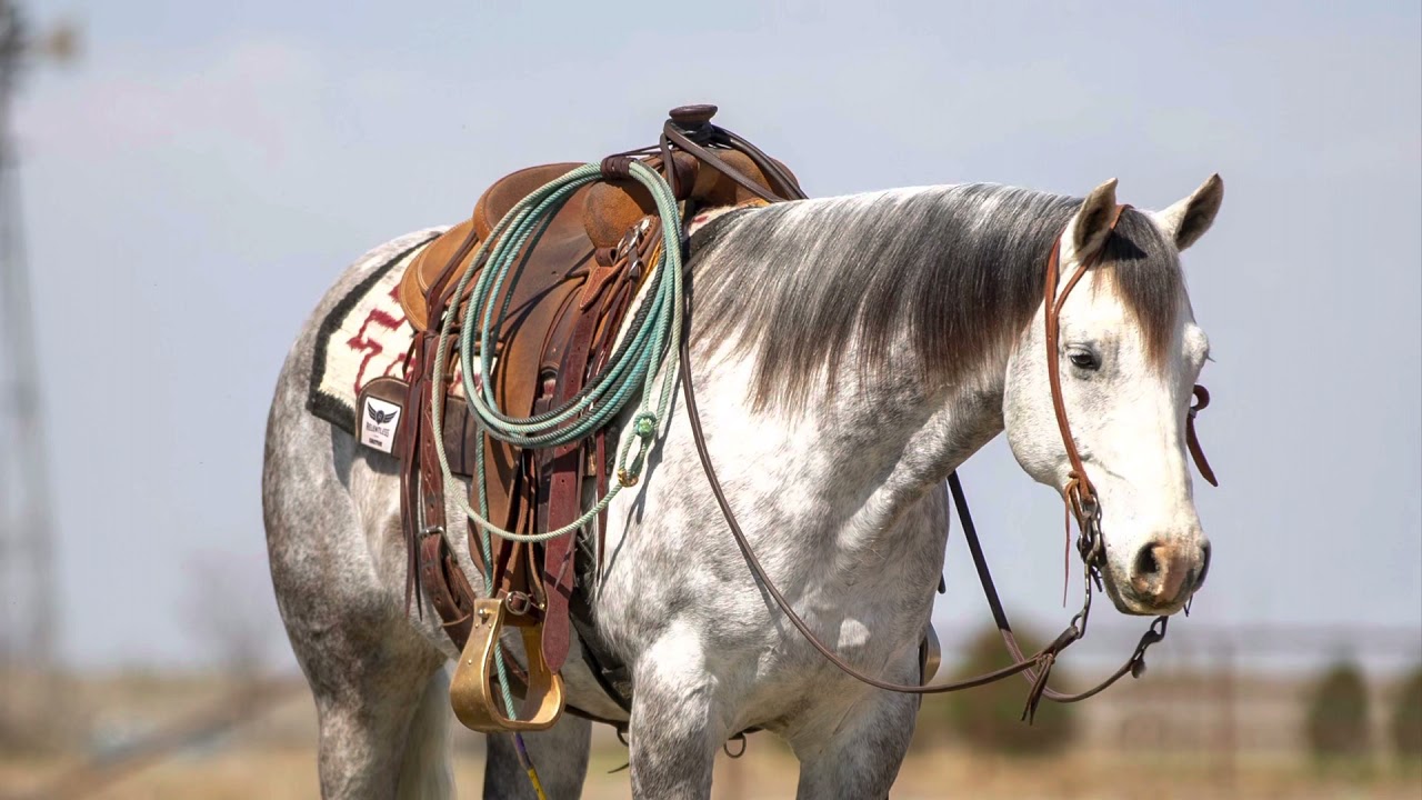 Lot # 63, BAR C D BLUE DRIFTER offered by Wilson Cattle @ Diamond in the Desert Horse Sale~ Reno