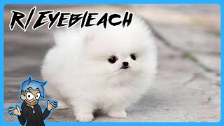 Purge Your Eyes! r/Eyebleach