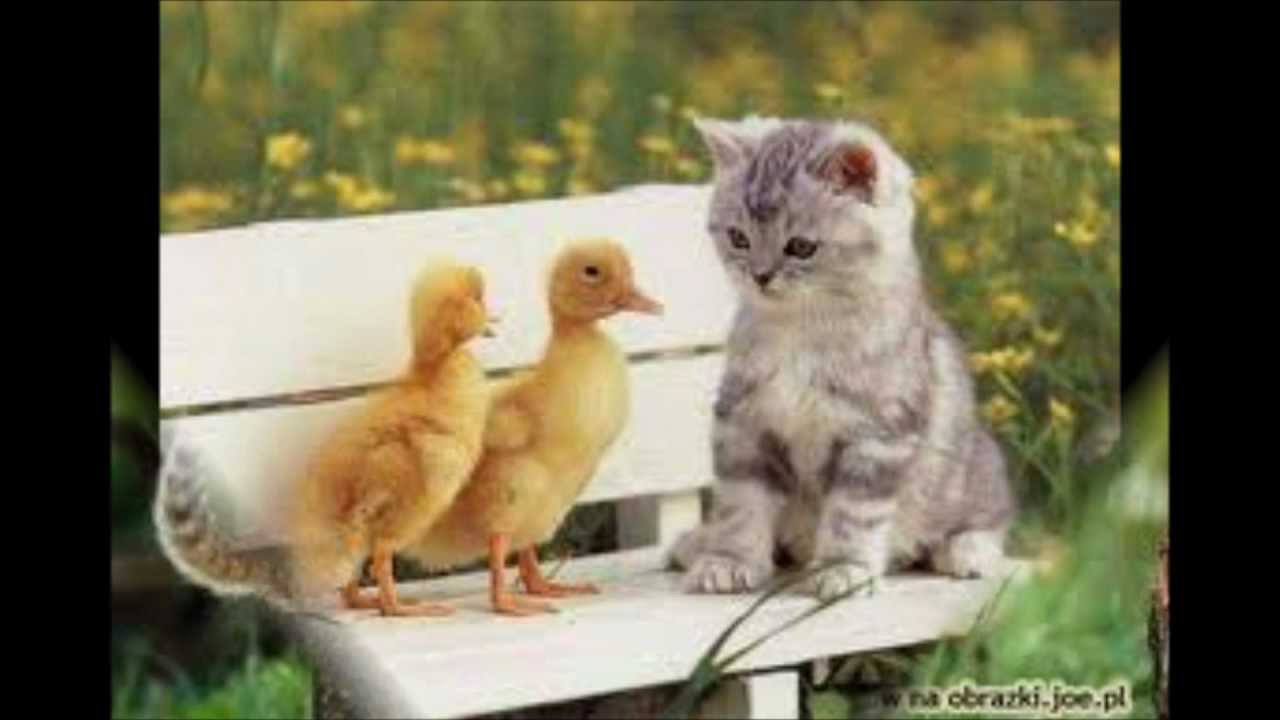 Słodkie Zwierzątka - YouTube