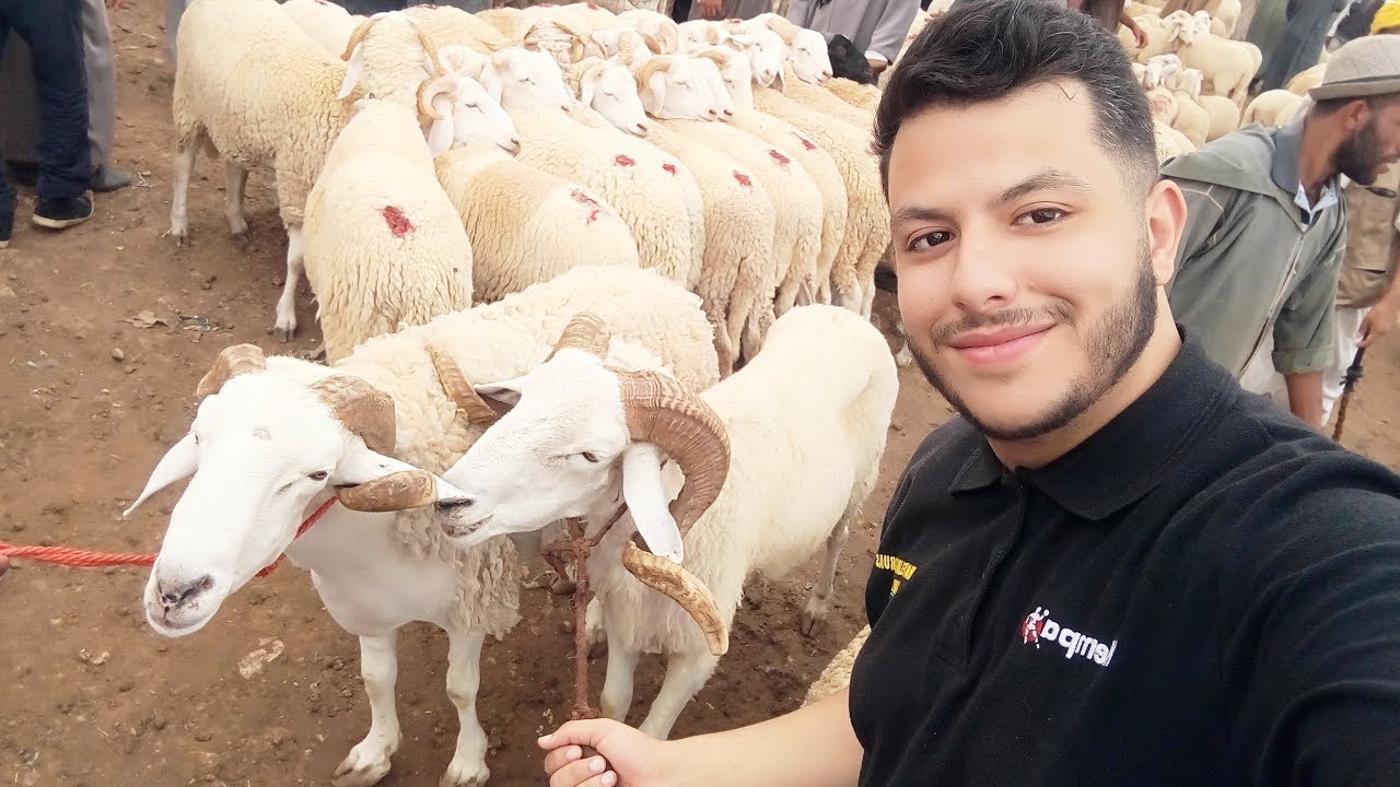 تعرف على اسعار الاضاحي |vlog جولة في سوق المواشي بمدينة قصر الشلالة ولاية تيارت