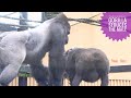 Female Gorilla Asking Male To Mate | Kyoto Zoo