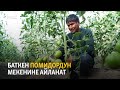 Баткен помидордун мекенине айланат