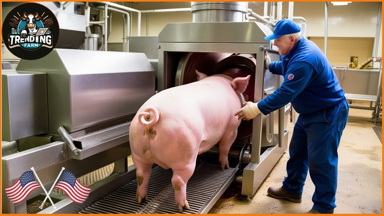 How Duroc Pigs Turned American Farmers Into Millionaires ? | Processing Factory 