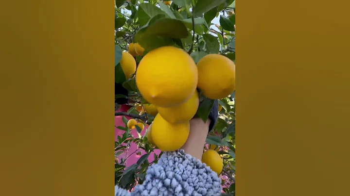 Harvesting lemon