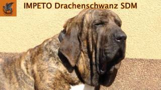 Fila Brasileiro - IMPETO Drachenschwanz Sol de Minas