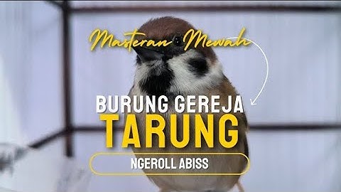 Top Masteran Gereja Tarung Ngeroll Abis Durasi Panjang Suara Jernih | Kicau Tembak