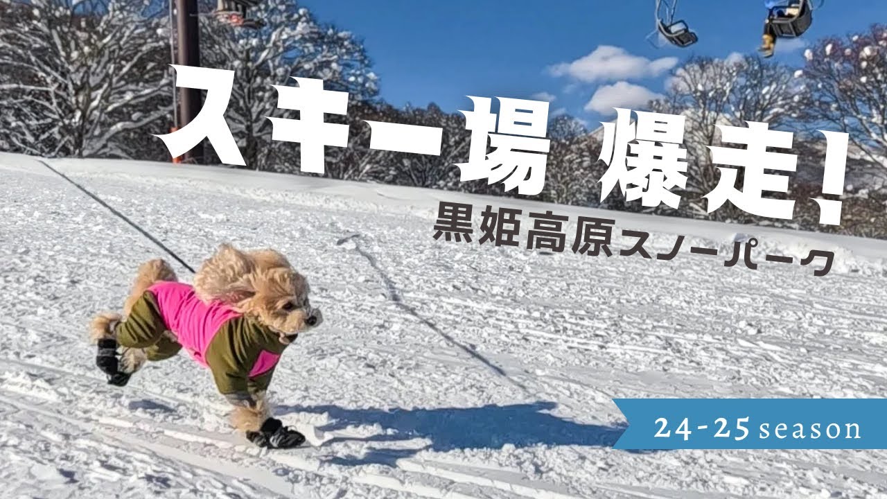 愛犬と滑れるスキー場・黒姫高原スノーパークがやっぱり最高だった！