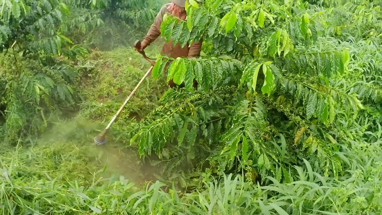 Vườn cà phê đất dốc chúng ta nên phát cỏ như thế nào để đất ko bị sói mòn, sạt lỡ vào mùa mưa.