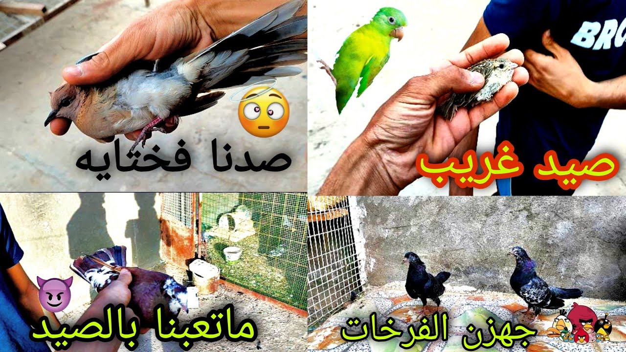 صيد اليوم مشكل يالوز😂🕊️+الطيور نضربن عين🧿😱شوفو شصار بل طيور🕊️😮‍💨