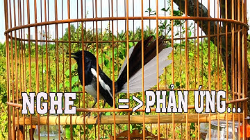 chòe Than Hót- Huýt -Chẹp -Rít Gọi Bổi Hót. Kích Bổi Yếu Lửa | Chòe Than Hót