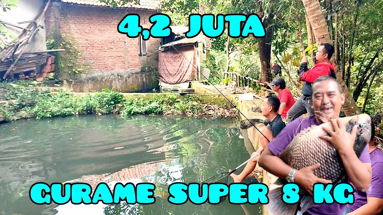 TIKET SULTAN‼️GURAME SUPER BABON 8 KG