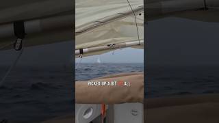 A Tiny SCAMP Dodging Whales!! #shorts #whale #sailing