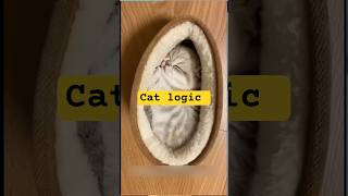 ​POV: You’re a Cat | Cat Life 101| JB Story Bytes #shortsfeed #youtubeshorts #animals #funnyanimals