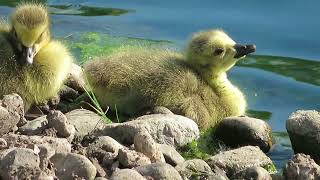 Adorable Gosling Napping by the Lake