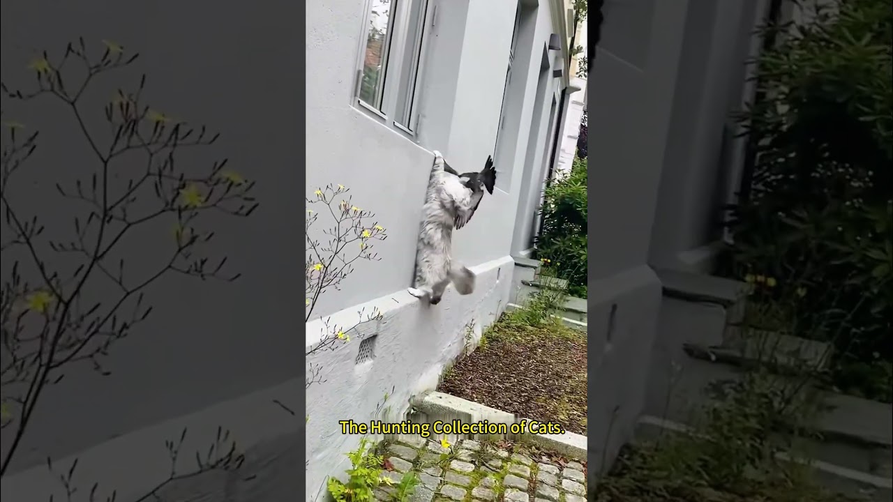 Can cats catch birds?