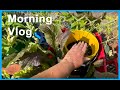 Morning Vlog Garden Talk on Growing Lettuce THE 2 system Compost in Place & Tote Gardening I So LOVE