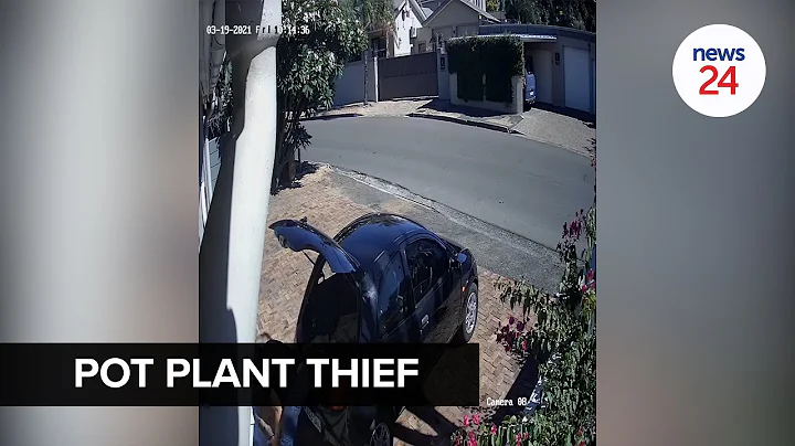WATCH | CCTV captures man stealing large pot plant