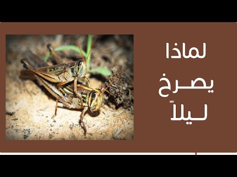 فيديو: لماذا الصراصير عالية جدا؟