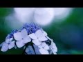 花・太陽・雨 Flowers &middot; Sun &middot; Rain