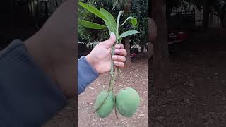 #kie amba khaiba asa#viralvideo # kis kis ko Mango 🥭 bahat pasand haii