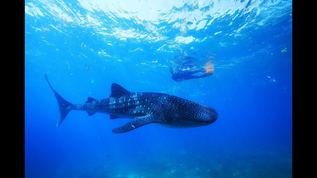  Gobfrey Whale Shark ジンベイザメ　　海　鯨 Gobfrey Whale Shark Plush 40cm - New , Ultra Soft | eBay