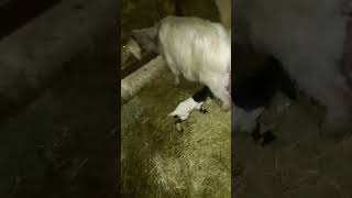 Keçi Sütü Iyi Süt Oglak Mutlu