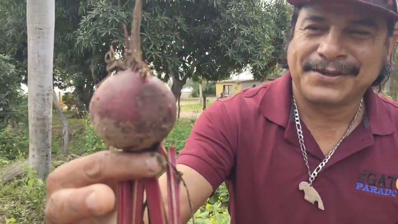 @ElGatoParadoOficial creación de humus de lombriz y sus resultados