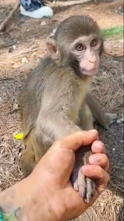 loh he kok? viral tiktok 2021 #shorts