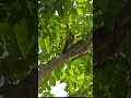 Woodpecker #shorts #youtubeshorts