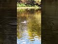Relax outdoor activities by river parkway. Have you ever seen this little cute behavior? #hillarious