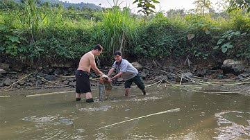 Tháo ao bắt cá trắm cỏ để làm món cá mộm hoa chuối mừng ngày cuốc được cái ao mới|| Farm life VN