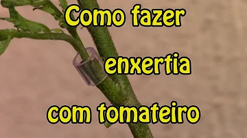 Como fazer enxerto em pé de tomate?