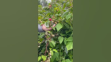 Control raspberry / blackberry  fruit maggots naturally (@gardeningthroughtheseasons )￼￼