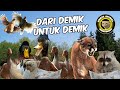 Demik animal terbaik menurut demik sendiri