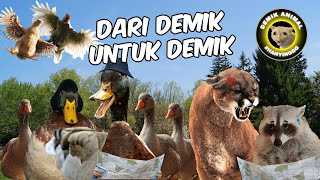 VIDEO DEMIK ANIMAL TERBAIK MENURUT DEMIK SENDIRI!