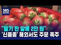 &quot;한 알에 2만 원&quot;…논산 신품종 딸기 삼총사 인기 / SBS