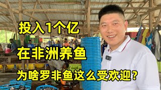 福建老板投入1个亿在非洲养鱼为啥罗非鱼在非洲这么受欢迎