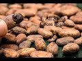Cutting and Processing Cacao Beans Part 1 - YouTube