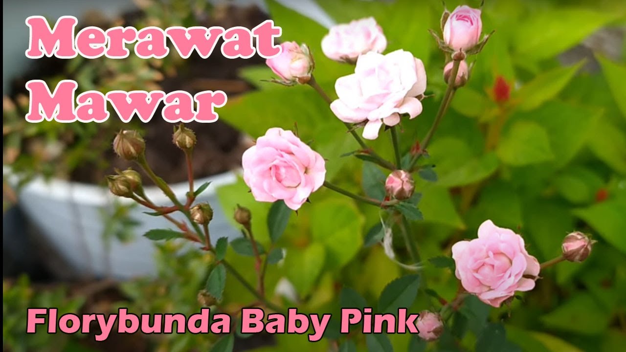Merawat Bunga Mawar Floribunda Baby/ Baby Rose Setelah dipangkas agar