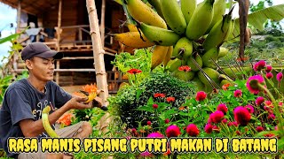 Beraktivitas di tengah kebun dan menebang sepohon pisang yang sudah matang||JALAN KEHIDUPAN Eps.218