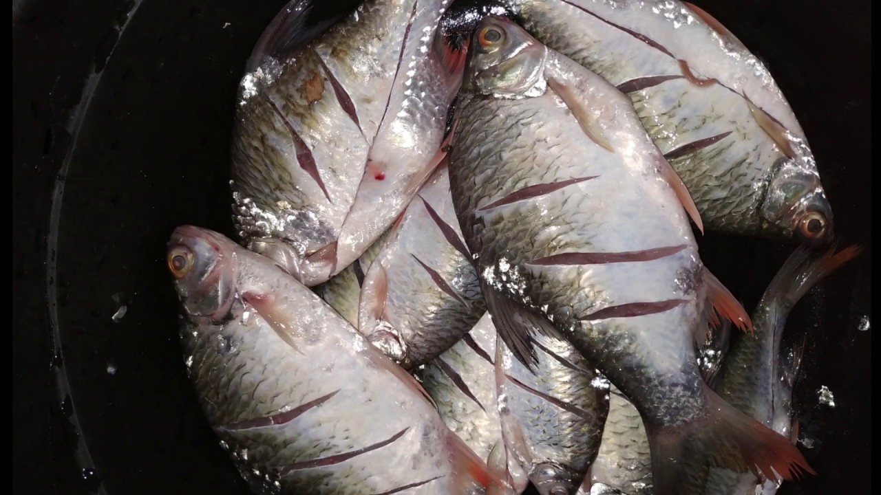 Umpan JOSSS! Untuk ikan rarancak dan tawes di air deras