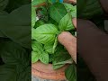 Sweet Basil Leaves Young Sweet Basil Plant Sweetbasil Vegan Salad Sweet Basil Leaves Young Sweet Basil Plant Sweetbasil Vegan Salad