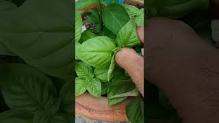 Sweet Basil Leaves. Young Sweet Basil Plant.