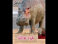 غضب فرس النهر mp3