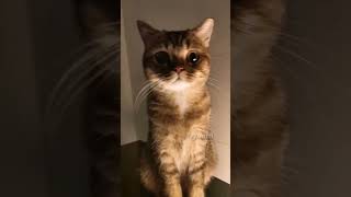 Funny Cat Earthquake Reaction