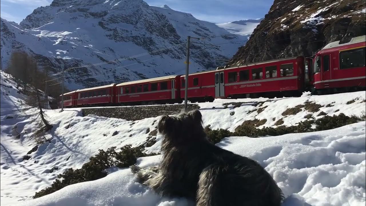 【ベルニナ線】世界遺産を我が物顔で見送るベルガマスコ犬ブーボ YouTube