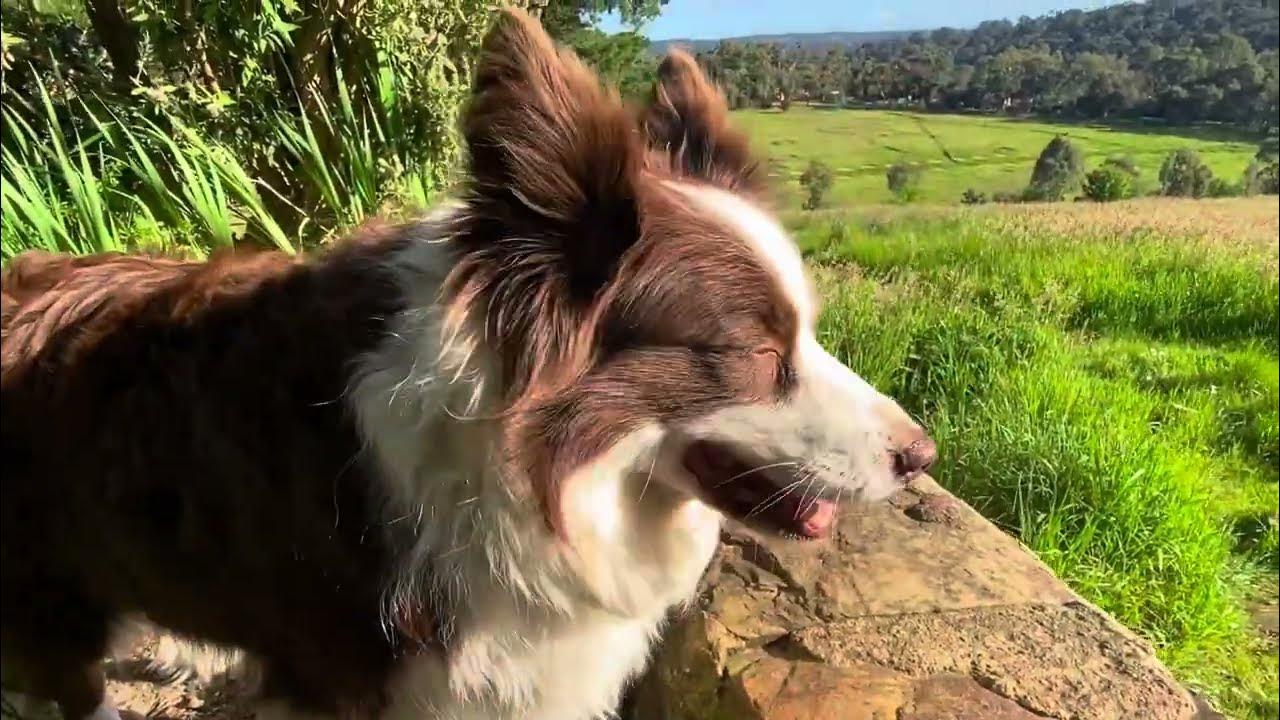More bits of Border Collie Tails YouTube
