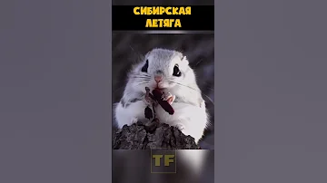 Эдзо Момонга. Японская белка летяга