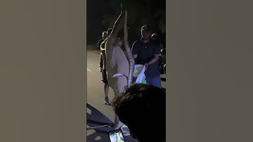 IIT bombay Python snake #iitbombay #snake #hostel #campuslife #trending #iitjee #newmusic