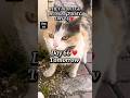 They Didn’t Go Hungry Today 🐾| Day 65 ❤️ Feeding Street Cats daily #shorts #cat  #cats  #fyp #reels
